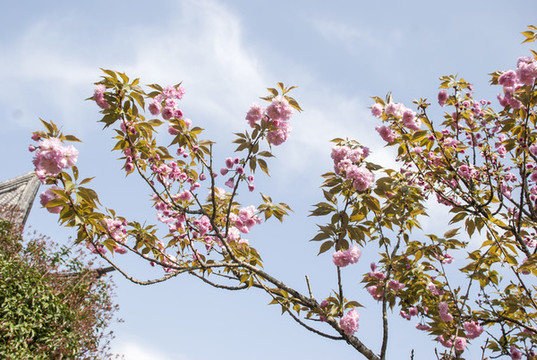 櫻花