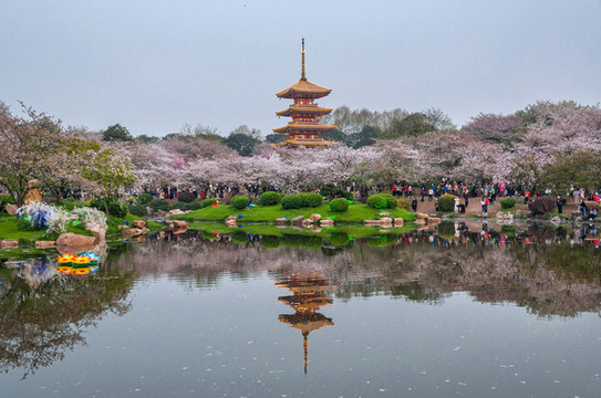 東湖櫻花園