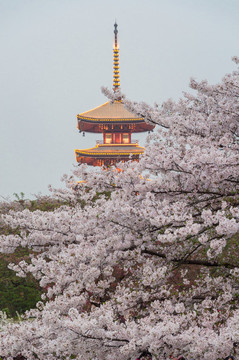 東湖櫻花園