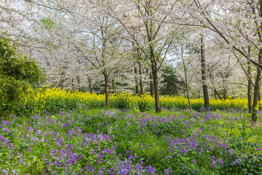東湖櫻花園