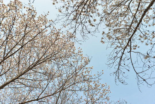 白玉蘭