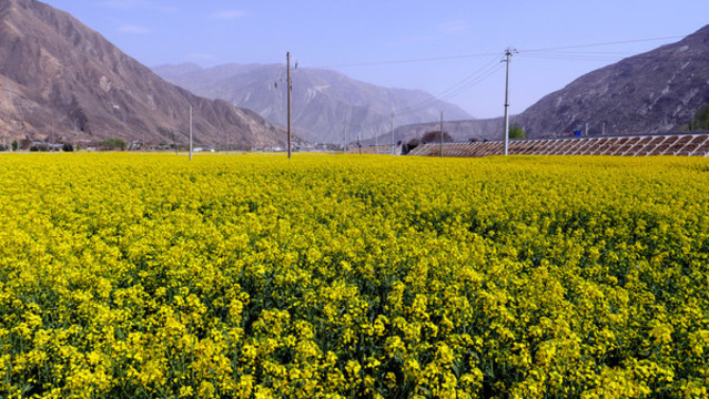 油菜花