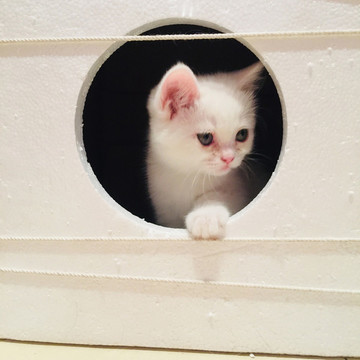 滿月小奶貓萌照高清照