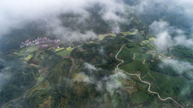 云霧下的茶園