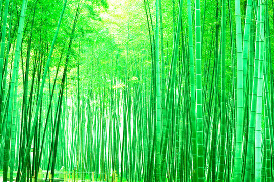 竹林