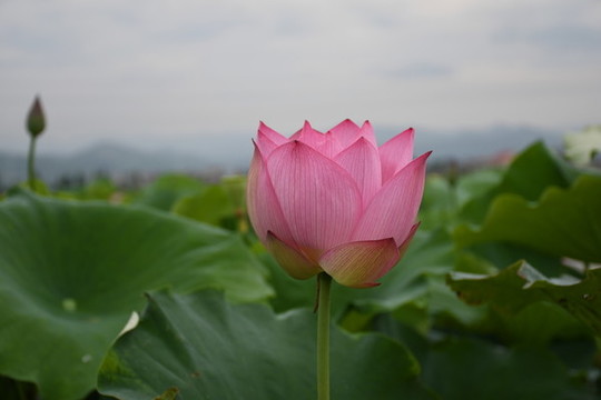 盛開(kāi)的荷花