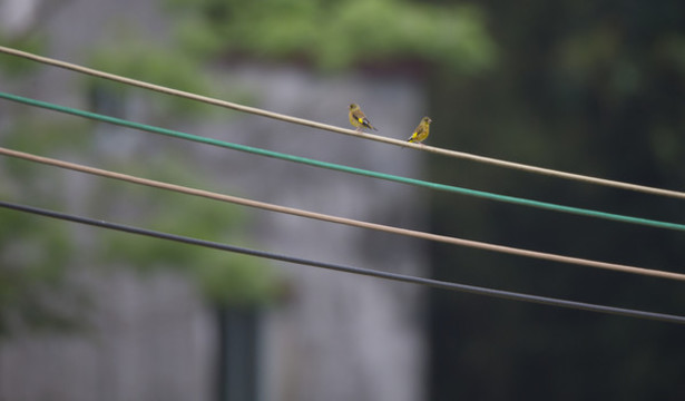 電線桿