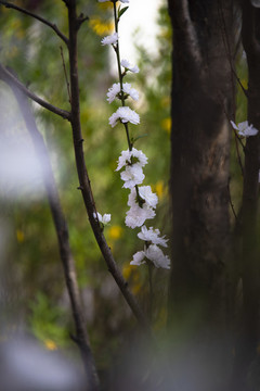 碧桃花開
