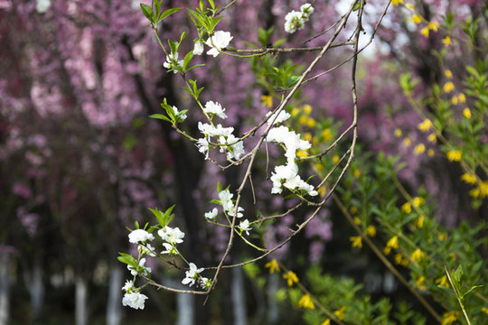 碧桃花開