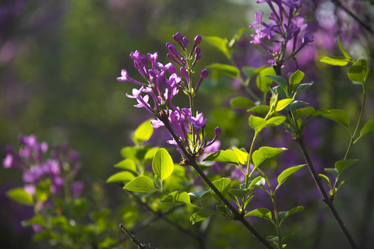 丁香花