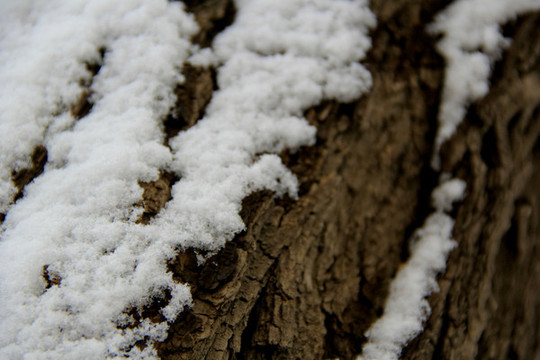 雪