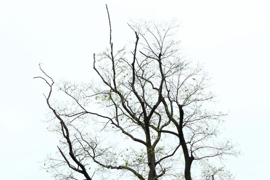 樹枝