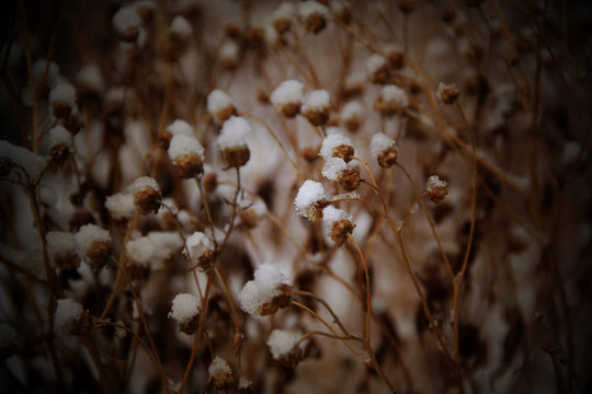 雪上枝頭