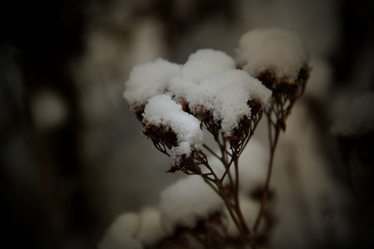 雪上枝頭