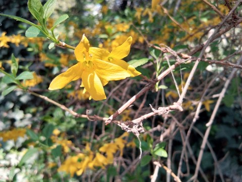 迎春花黃色的花