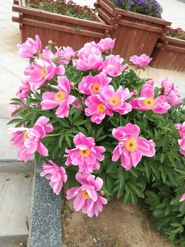 芍藥