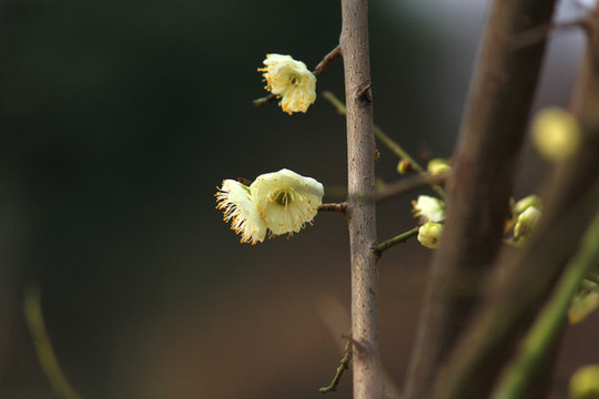 梅花