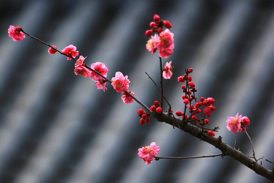 紅梅花