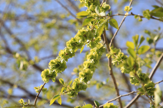 春季野菜榆錢兒