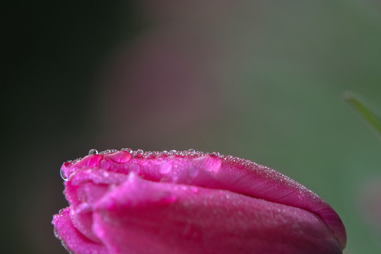 郁金香花瓣上的水珠