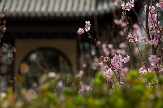 北京玉淵潭櫻花盛開