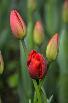 高清郁金香花郁金香花瓣上的水珠