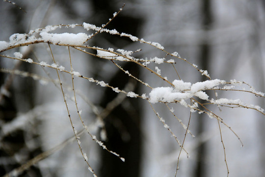 雪上枝頭
