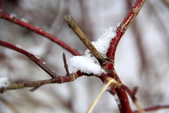 枝雪
