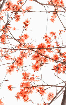 春日桃花