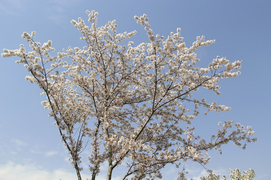 圣潔櫻花