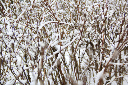 雪上枝頭