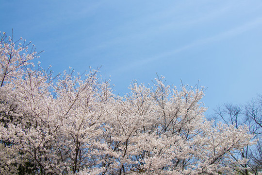 白色櫻花與藍(lán)天