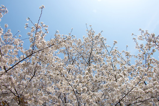 白色櫻花與藍(lán)天