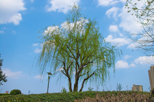 柳樹與藍天白云