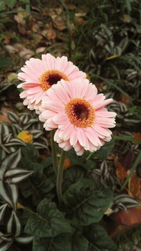 粉色非洲菊
