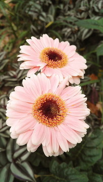 粉色非洲菊