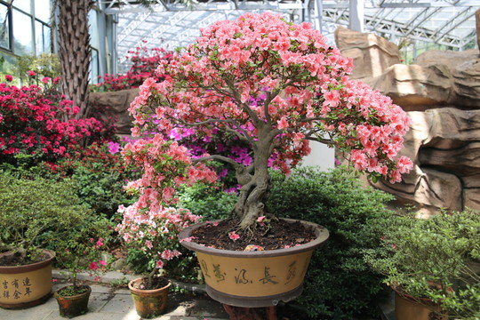 杜鵑花盆景