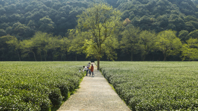 梅家塢茶山