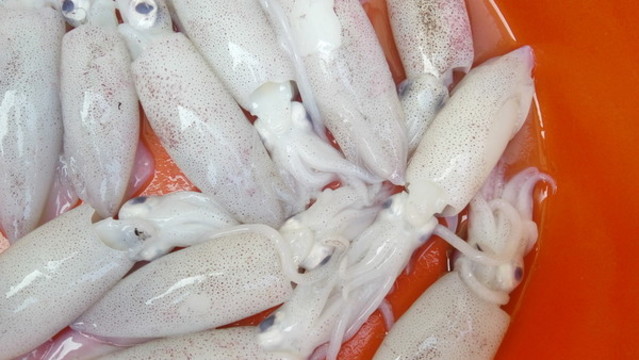 新鮮魷魚