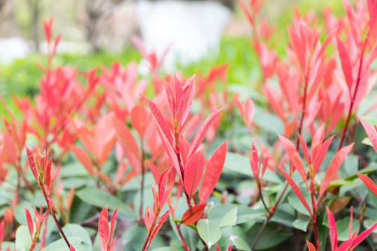 紅樹(shù)葉