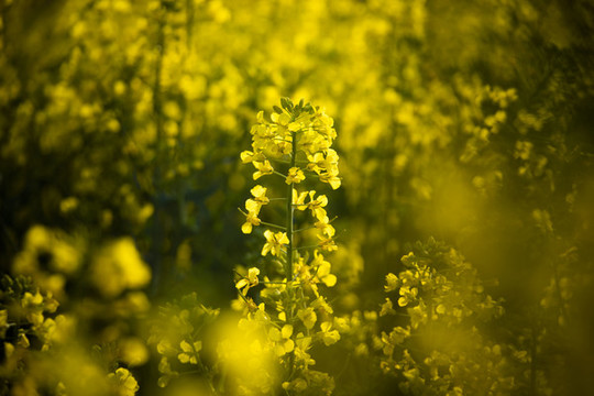 油菜花