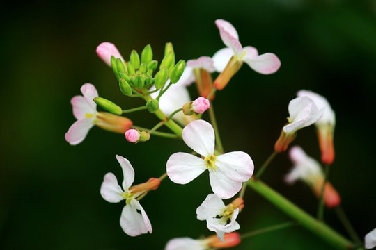 蘿卜花