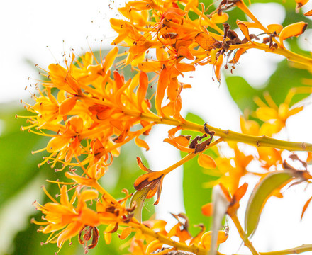 中國無憂花