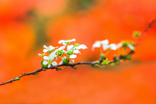 盛開的梨花