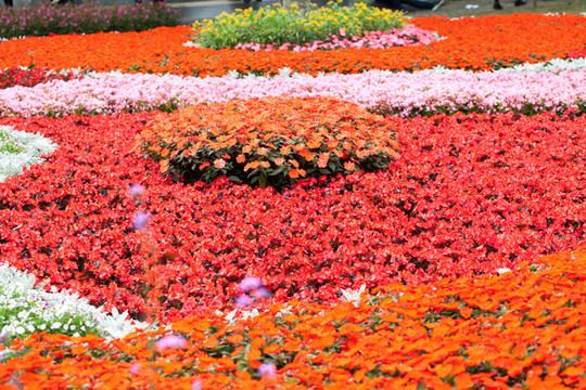 花圃