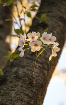 櫻花