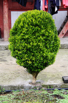萬年青樹