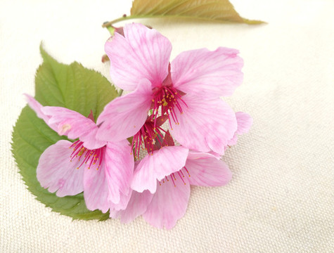 櫻花葉花瓣