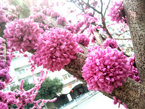 春天的花紫荆紫色的花