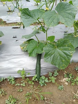 青瓜苗